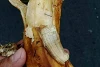 Perfider Angriff auf die Bevölkerung: Eine mit Bostitch verseuchte Banane (csi)