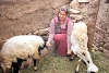 Ihr Mann verdient als Tagelöhner zu wenig für die fünfköpfige Familie. Deshalb ist Samira besonders dankbar für die Schafzucht, die ihr ermöglicht wurde. (csi)