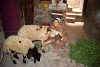 Dank einer finanziellen Unterstützung kann Madiha* aus Oberägypten eine nachhaltige Schafzucht betreiben. (csi)