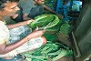 Diese Arbeiter fertigen aus Siali-Blättern Teller an (csi)