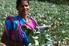 Dank der landwirtschaftlichen Unterstützung können sich heute viele Christen in Kandhamal selbst versorgen (csi)